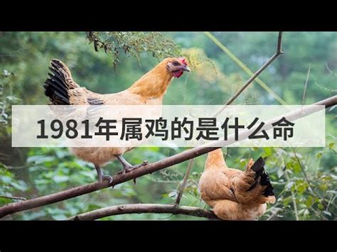 屬雞1981|1981年屬雞的是什么命五行 早年艱辛晚年富貴